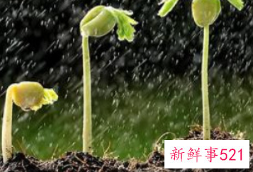 植物自然生长是什么意思