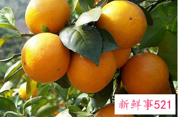 柑橘的营养价值及功效与作用