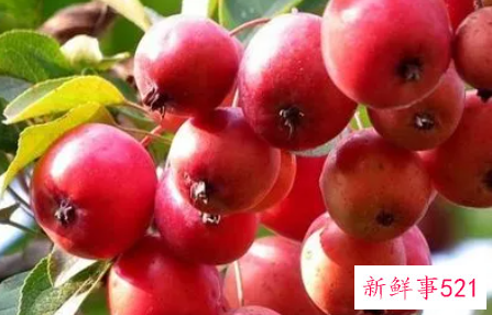 海棠果的功效与作用禁忌