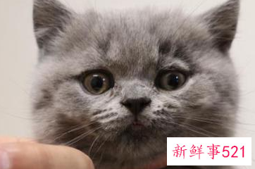 新手养猫基础知识蓝猫