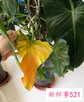 绿植枯叶属于什么垃圾