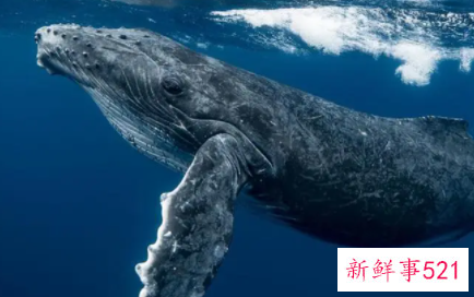 森林里的动物有哪些叫声