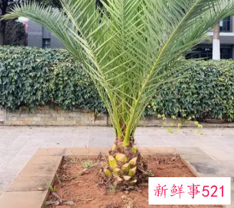海枣是什么植物