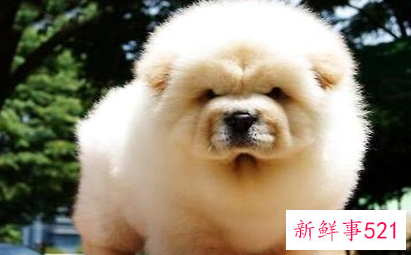 狗狗和人一样更需要化妆