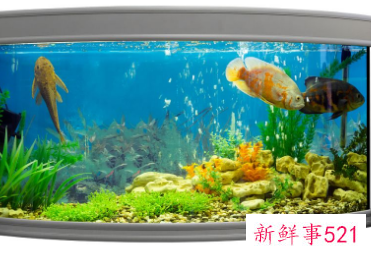 鱼缸正对入户门聚财还是漏财呢