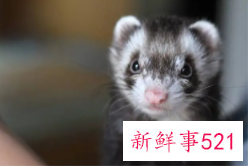 寝室好养活的宠物