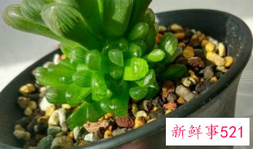 多肉植物侧芽怎么处理