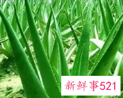 芦荟的功效与作用的正确用法