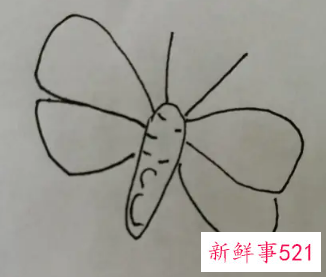 蝴蝶的翅膀花纹怎么画