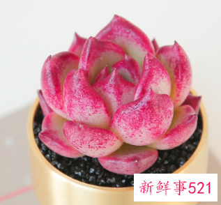 十二星座专属多肉