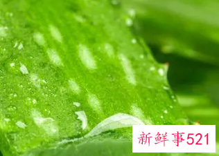 芦荟的功效与作用的正确用法