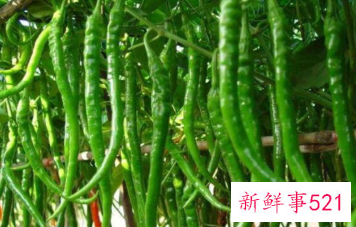 辣椒什么时候进入中国