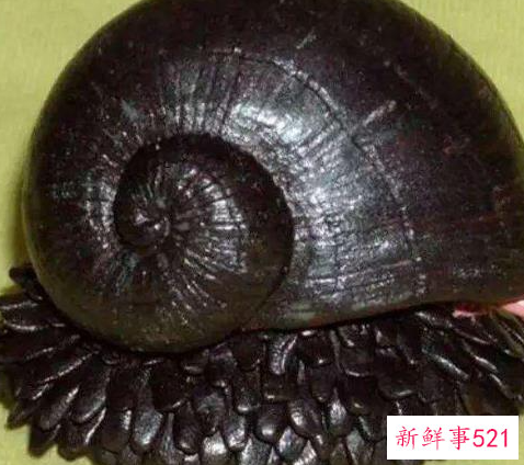 世界上什么动物壳最硬