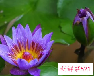 梦见紫色荷花周公解梦