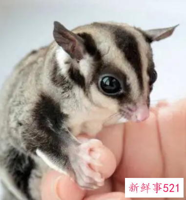 寝室好养活的宠物