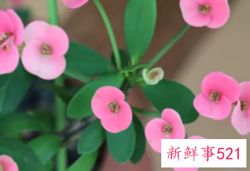 室外镇宅的花卉绿植有哪些