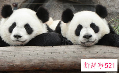 野生动物保护级别的规定