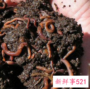 蚯蚓自己在家怎么养啊