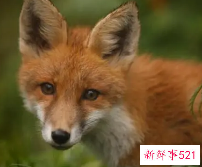 梦见动物展览会有什么征兆