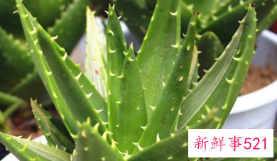 芦荟可以直接擦脸吗