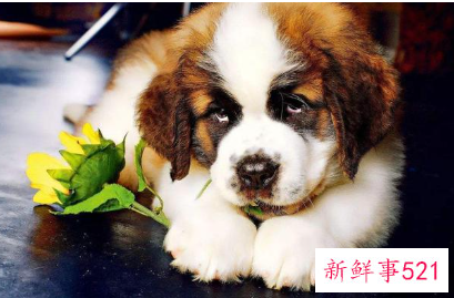 比较安静的宠物