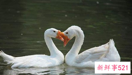 孕妇梦见白天鹅