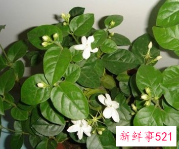 怎么去除房间的异味