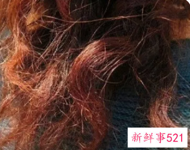 解决头发干枯毛躁小妙招