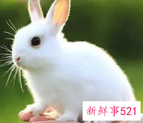 属兔的人适合戴什么翡翠