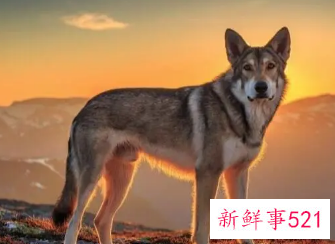 梦见训练狼是什么意思