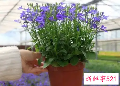 六倍利播种的几个时期与播种方法