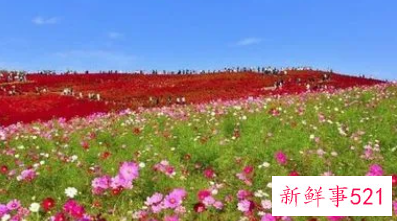 梦见开了很多花的周公解梦