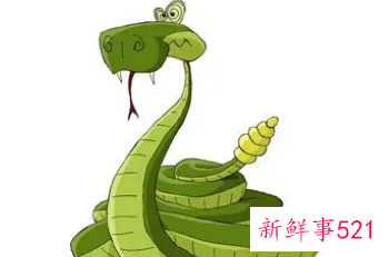 属蛇男和属鸡女适合做夫妻吗