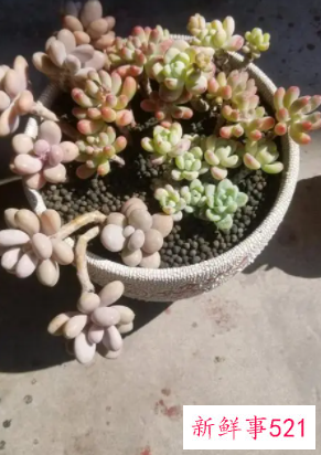 多肉上盆后多长时间晒太阳