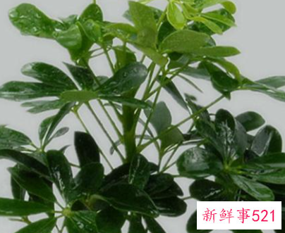 招财树和发财树有什么区别