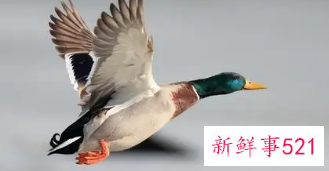 梦见鸭子在飞翔