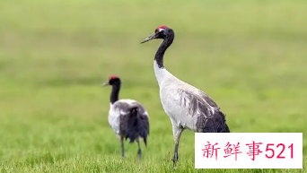 野生动物保护级别的规定