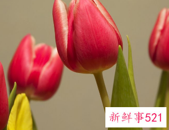 送女生郁金香的寓意