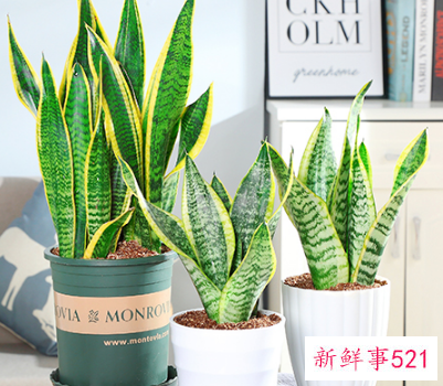 镇宅化煞的植物有哪些