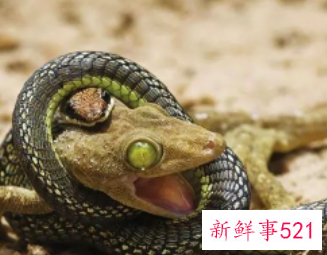 梦见抓住大蛇寓意