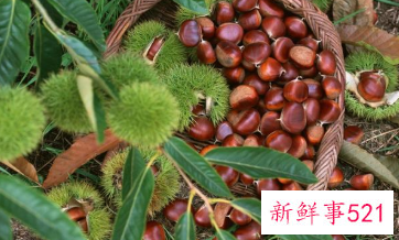 女性阳虚体质吃什么好