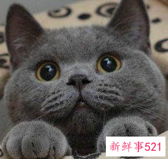 新手养猫基础知识蓝猫