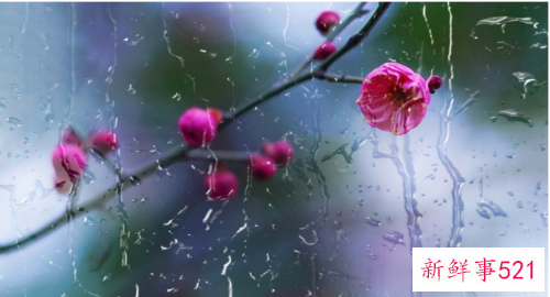 梅花叶子发黄卷叶原因和处理方法