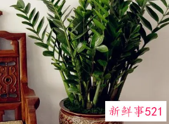 客厅最适合的盆栽植物