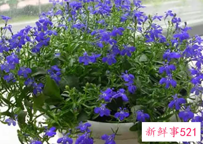 六倍利播种的几个时期与播种方法