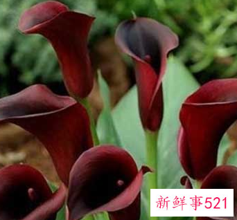 马蹄莲开花图片