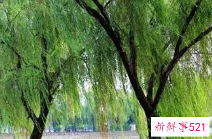 梦见杨柳有什么意思