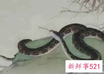 一生超爱属蛇女的生肖