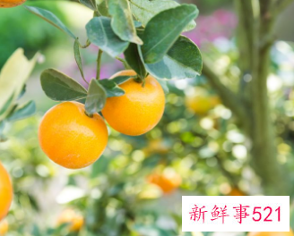 柑橘的营养价值及功效与作用