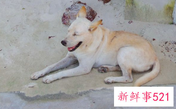 如何让狗狗不在家里大小便